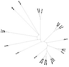 Phylogenetic tree of type 1 paracaspases.